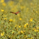 Monarch butterfly flying above native wildflowers
