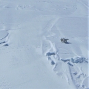 viewed from an airplane, a family of 3 polar bears walk across a snowy landscape.