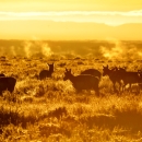 Pronghorn graze in golden light at sunrise at Seedskadee National Wildlife Refuge.