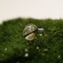 A small stripped mussel shell sits on a mossly green ball. 