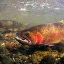 Yellowstone cutthroat trout