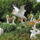 a large group of big white birds with large yellow bills and throat pouches gather in green foliage.