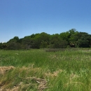 View fron the south end of Tybee NWR looking north up the Savannah River
