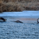 Three river otters frolic along the riverbank
