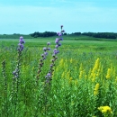 A colorful tallgrass prairie reconstruction on a clear summer day.