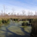 a lake covered in algae with cypress trees and tall grasses