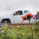 bright orange flower grows next to purple bell-shaped flowers in a field by a roadside
