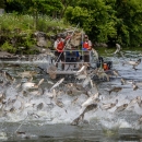 boat with service employees electrofishing with multiple fish jumping out of water
