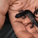 Three silver salamanders almost entirely covered with black splotches