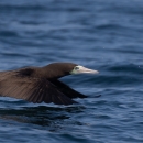 A brown bird with white face and light colored feet flies so close to the water it kicks up a splash