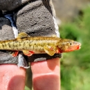 Loach Minnow