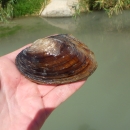 Salina Mucket