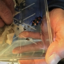 Hands hold a container with a black and orange beetle