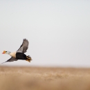 King eider flying over tundra