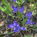 Dwarf Lake Iris Flower