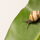 An Oahu tree snail on a leaf