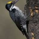 a black-backed woodpecker on a tree