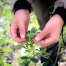 Hands spreading the top leaves of a growing, healthy white sweetclover