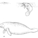 Partial view of a manatee submerged in murky waters shown next to other drawing showing the full bodies.