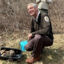 Refuge Manager releasing a New England cottontail in shrubland