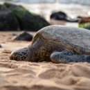 A green sea turtle bask on a beach