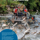 Cover of the USFWS booklet, the prolific challenge of invasive carp featuring a group of jumping silver carp swarming an electrofishing boat as two biologists stand at the front ready with dip nets.