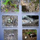 Nests of Seabirds Present in Culebra NWR (Spa)
