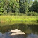 Wild river grows along the edge of a wooded stream