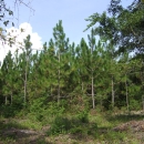 A stand of longleaf pine trees.