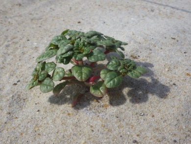 green fleshy plant growing in sand