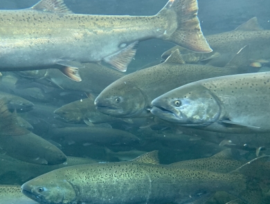 salmon swimming in a viewing pond