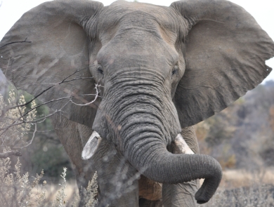 closeup view face to face with an adult African elephant showing one broken off tusk.