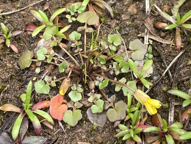 Light green, lobed leaves grow in a basal rosette. Two slightly blooming yellow flowers erupt from the plant’s center.