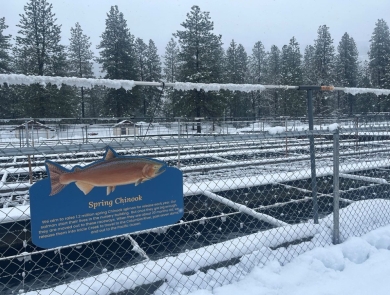A spring chinook sign on a fence in front of snow-covered hatchery raceways