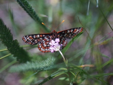 Taylor's checkerspot nectars on a small flower