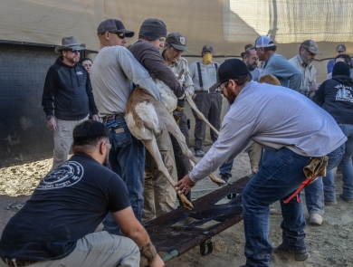 Two people hold a pronghorn while another two hold a stretcher and help guide the animal towards the leg openings in the stretcher.