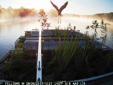 A large heron takes off from a floating platform covered in vegetation