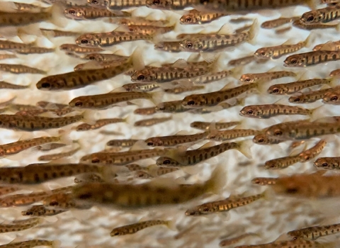 Underwater picture of thousands of Landlocked salmon fry swimming in circular tank. The fish are a light brown, almost golden color, with dark vertical bands on their sides.
