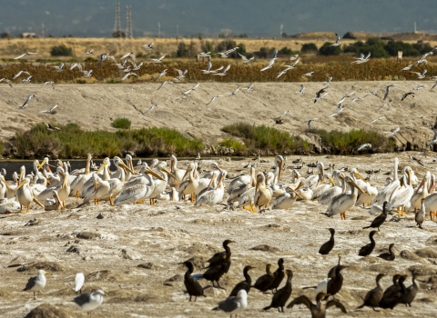 a bunch of different kinds of birds on a beach