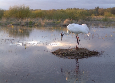 Adult Whooping Crane standing on a nest over an egg surrounded by water