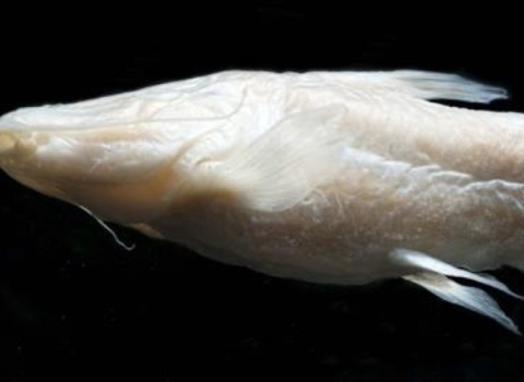 a Satan eurystomus in profile