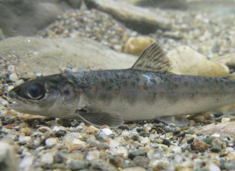 Salmon Parr