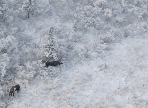 Two adult bull Moose with antlers standing in a snowy boreal landscape on Kanuti National Wildlife Refuge.