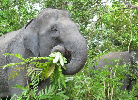 Closeup of female Asian elephant feeding on leaves