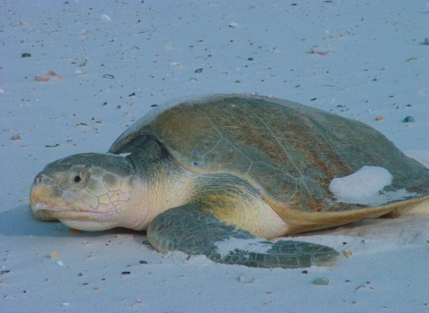 Kemp's Ridley sea turtle basks in the beach sun.
