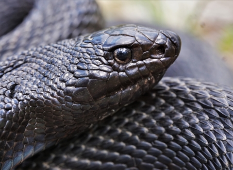 Black pinesnake resting, close 