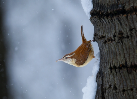Carolina Wren holding onto a tree trunk and looking out at snow
