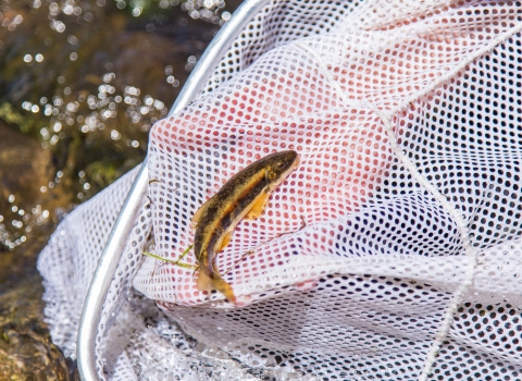 A small, yellow and brown fish in a net