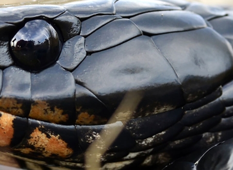Closeup of an Indigo snake the longest snake native to the U.S.