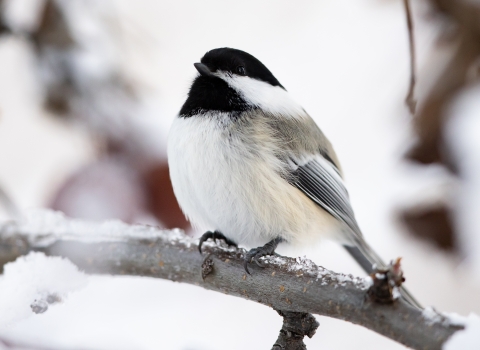 a black and white chickadee perched on a snowy branch